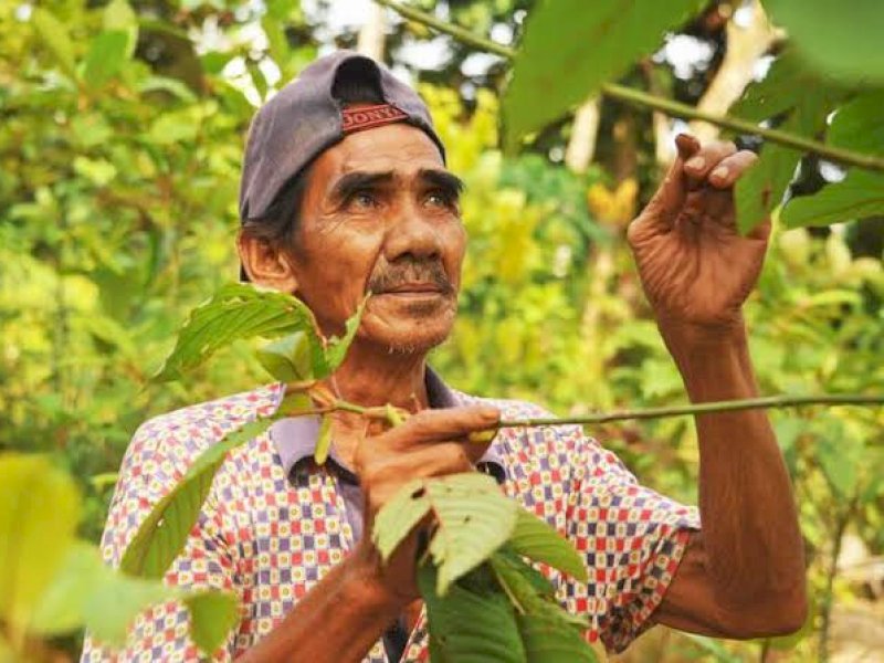 Pengusaha Kratom Mengeluh Susah Dapat Kredit, Minta Pemerintah Bantu Perdagangan 