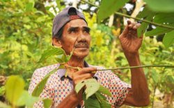 Pengusaha Kratom Mengeluh Susah Dapat Kredit, Minta Pemerintah Bantu Perdagangan 