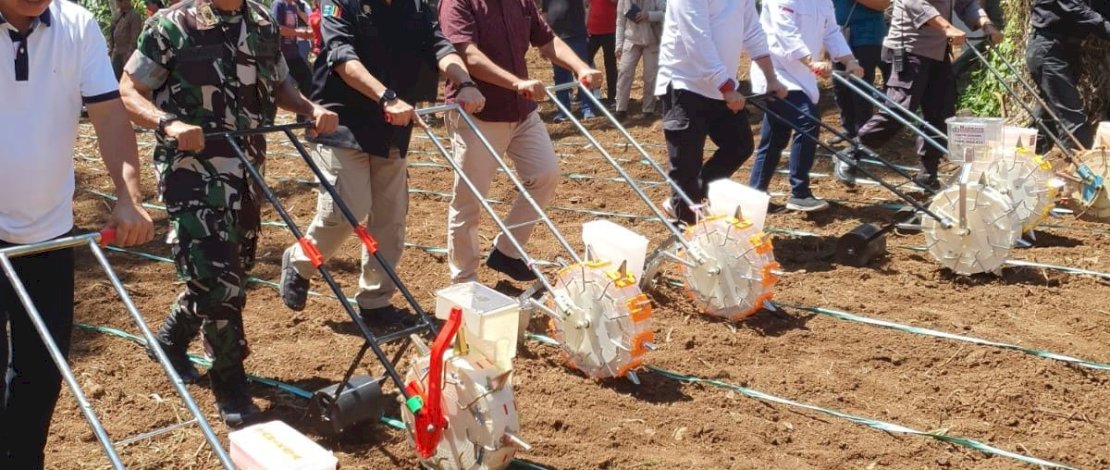 Penanaman jagung secara integrasi pada kebun kelapa di Kelurahan Bengkol, Kecamatan Mapanget, Kota Manado, Sabtu (18/11/2023).