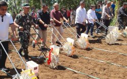 Kementan Genjot Produksi Jagung Manfaatkan Kebun Kelapa