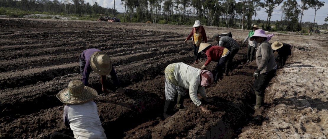 Lahan food estate Gunungmas, Kalimantan Tengah.