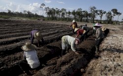 Kementan Asistensi Teknologi di Lahan Food Estate Gunungmas Kalteng
