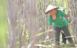 Guru Besar IPB Sebut Program Food Estate Jokowi Gagal 