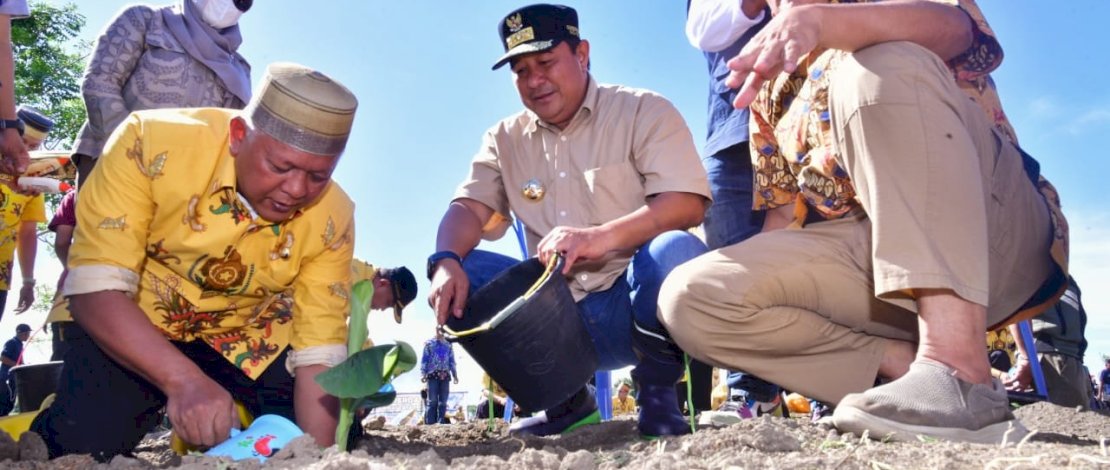 Bupati Soppeng Tancap Gas Tanam Pisang Cavendish di Lahan 15 Hektare Bupati Soppeng Tancap Gas Tanam Pisang Cavendish di Lahan 15 Hektare
