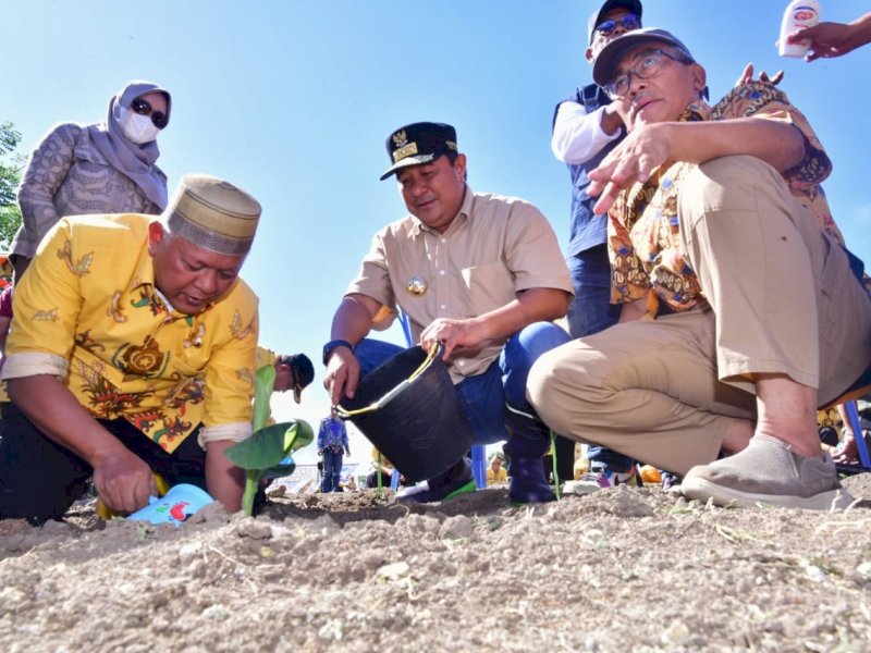 Bupati Soppeng Tancap Gas Tanam Pisang Cavendish di Lahan 15 Hektare