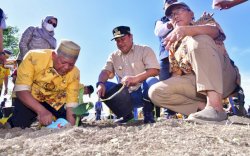 Bupati Soppeng Tancap Gas Tanam Pisang Cavendish di Lahan 15 Hektare