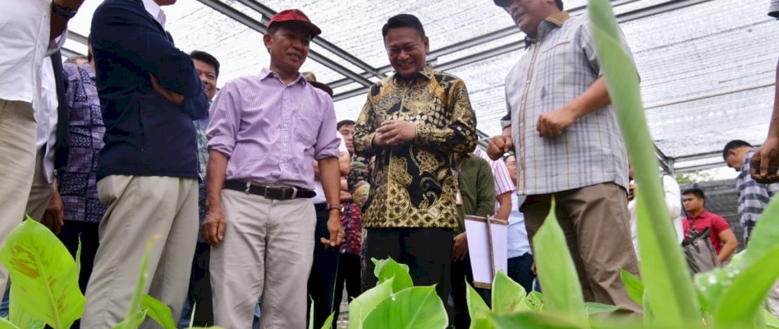 Kepala OJK Sulselbar, Darwisman, di sela peninjauan pusat pembibitan pisang Cavendish di Pusat Pembibitan Pisang Unhas, Minggu, 10 Desember 2023.