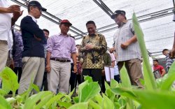 OJK Proyeksikan Budidaya Pisang di Sulsel Dorong Perputaran Uang Hingga Rp180 Triliun Per Tahun