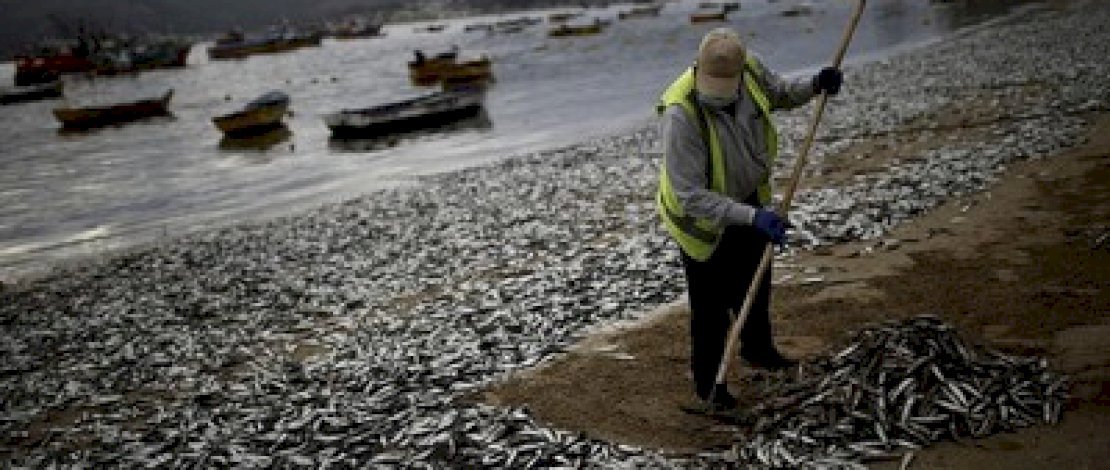Ribuan Ikan Sarden Mati di Pantai Jepang