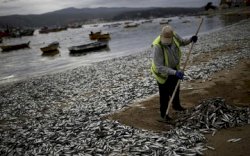 Ribuan Ikan Sarden Mati di Pantai Jepang