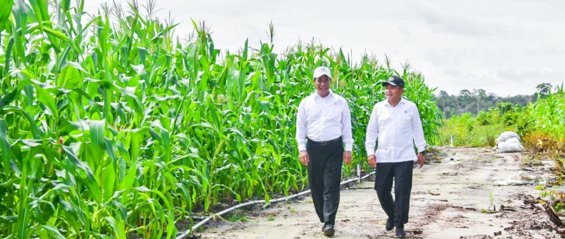 Menteri Pertanian Andi Amran Sulaiman bersama Wakil Menteri Pertahanan, Muhammad Herindra, meninjau kegiatan food estate berupa tanaman jagung di Kabupaten Gunung Mas, Kalimantan Tengah.