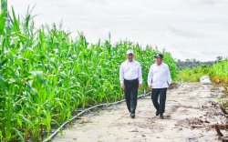 Mentan - Wamenhan Kunjungi Gunung Mas, Pastikan Food Estate Berjalan Baik