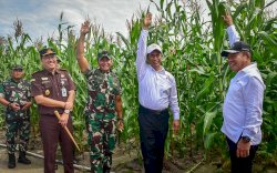 Jagung di Food Estate Tumbuh Subur, Seumur Jabatan Mentan Amran Bertugas Kembali