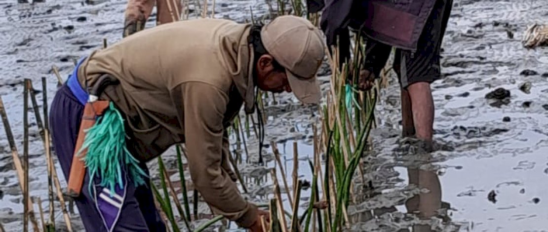 Penanaman pohon mangrove di kawasan perairan pesisir di Kabupaten Bone, Rabu, 13 Desember 2023.