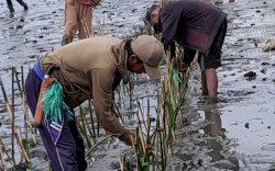 Lestarikan Pesisir di Hari Nusantara, DKP Sulsel Tanam 78 Ribu Mangrove di Bone