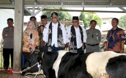 Wamentan Harap Pasuruan Tingkatkan Populasi Sapi Perah Lewat KUD