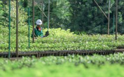 Jejak Hijau PT Vale dalam Dunia Pertambangan:&nbsp;Harmoni Kesejahteraan dan Kelestarian