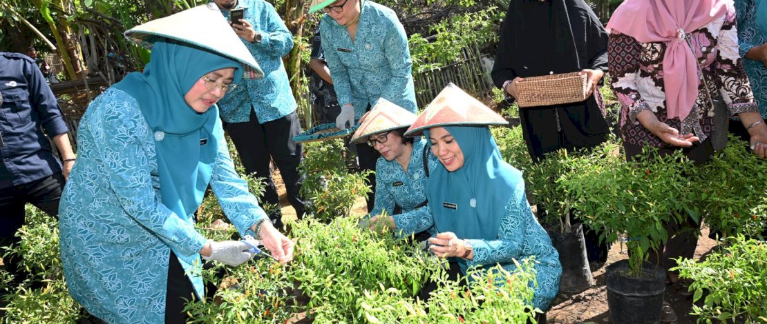 Sekretaris Umum PKK Pusat Nani Suhajar Diantoro bersama Pj Ketua TP PKK Sulsel Sofha Marwah Bahtiar, panen cabai di Kecamatan Ujungpandang, Kota Makassar.