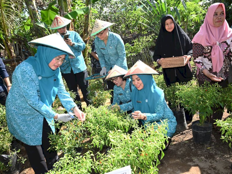 Sekretaris Umum PKK Pusat Puji Gerakan Tanam Cabai di Sulsel untuk Turunkan Inflasi