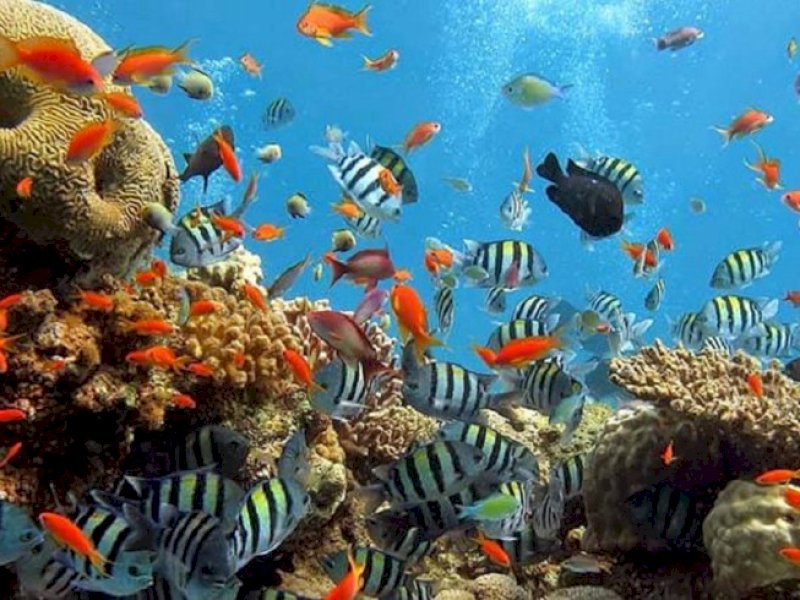 Keajaiban Bawah Laut Olele, Destinasi Wisata Tersembunyi yang Patut Dijelajahi di Nataru