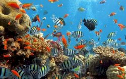 Keajaiban Bawah Laut Olele, Destinasi Wisata Tersembunyi yang Patut Dijelajahi di Nataru