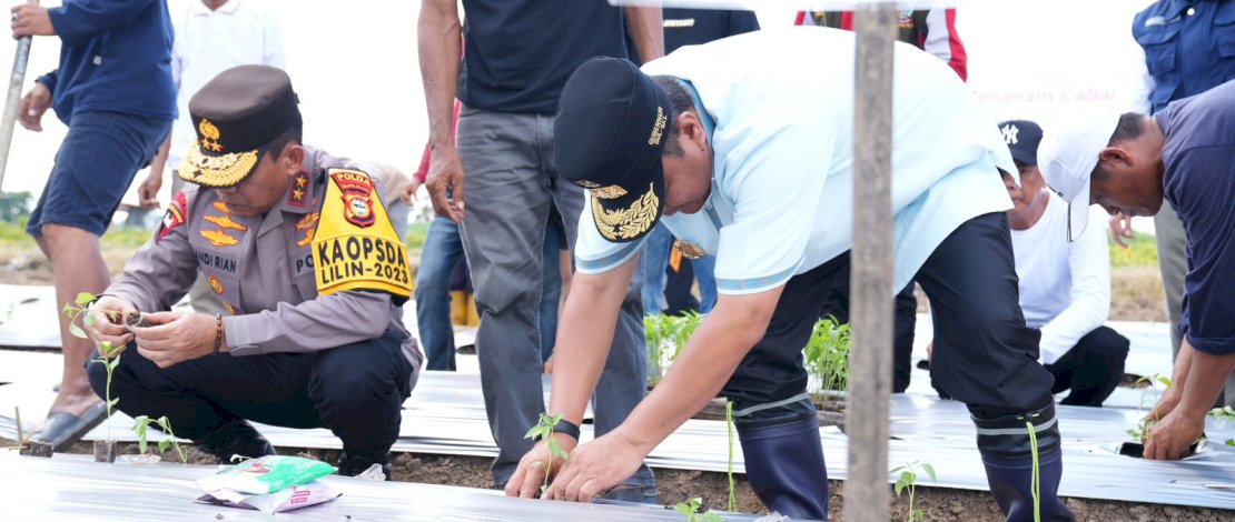 Dukung Program Pemprov, Kapolda Sulsel Ikut Tanam dan Panen Cabai di Wajo