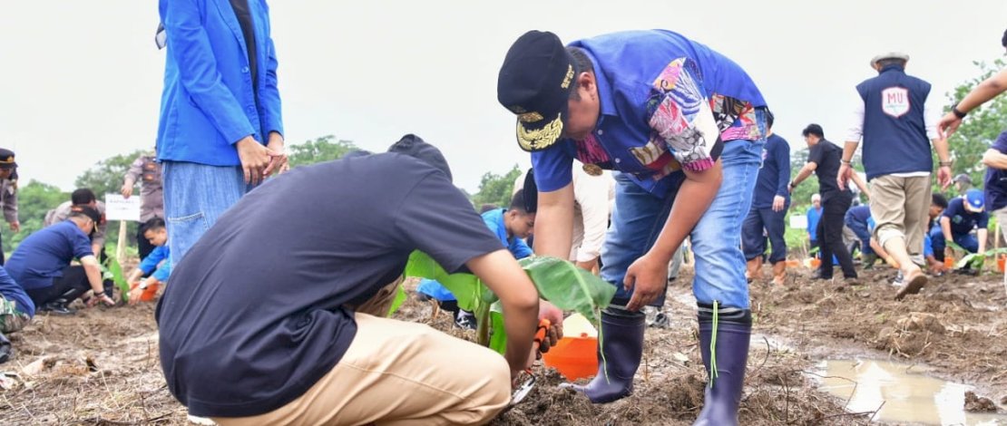 Penjabat Gubernur Bahtiar Baharuddin menanam pohon pisang cavendish bersama mahasiswa Unismuh Makassar. Penjabat Gubernur Bahtiar Baharuddin menanam pohon pisang cavendish bersama mahasiswa Unismuh Makassar.