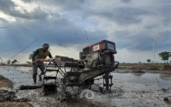 Harapan Petani Jeneponto: Sawah Kering  di Bawah Kincir Angin PLTB Kembali Hijau