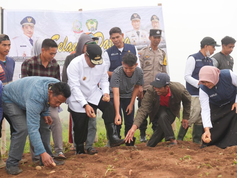 Pj Gubernur Sulsel Ikut Tanam Kentang Bersama Petani Tinggimoncong