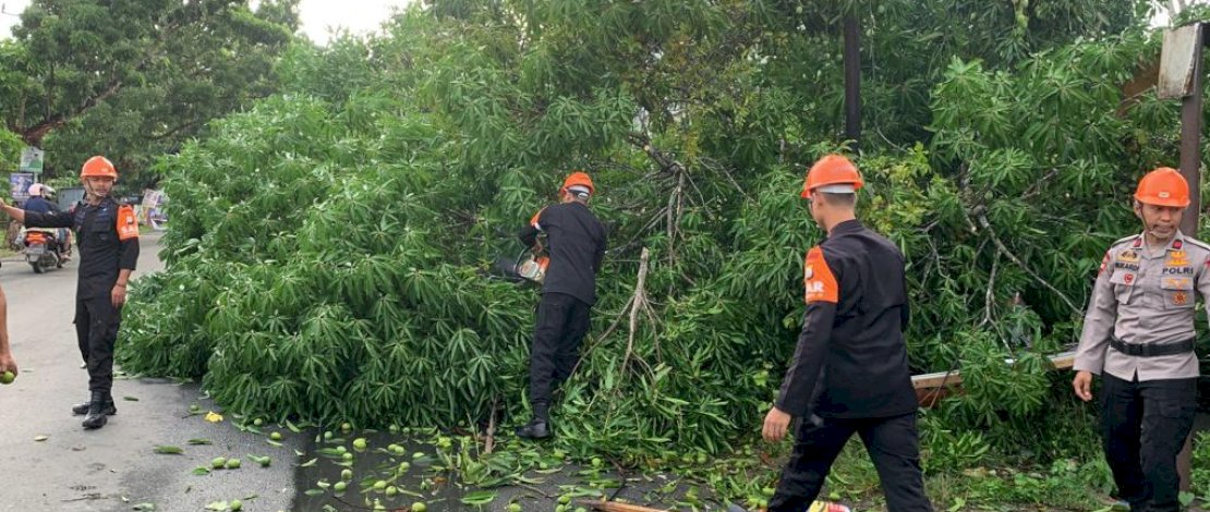 Respon Cepat SAR Brimob Bone Evakuasi Pohon Tumbang Di Jalan Poros Bajoe