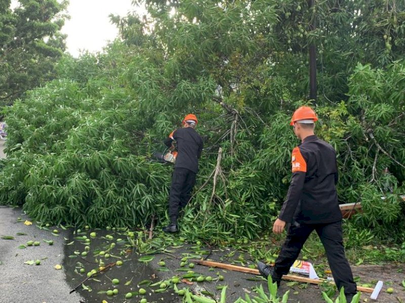 Respon Cepat SAR Brimob Bone Evakuasi Pohon Tumbang Di Jalan Poros Bajoe