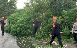 Respon Cepat SAR Brimob Bone Evakuasi Pohon Tumbang Di Jalan Poros Bajoe