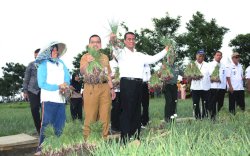 Mentan Amran Panen Bawang Merah di Kabupaten Brebes