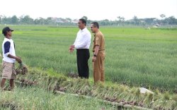 Akademisi UB Dukung Kebijakan Pemerintah Tingkatkan Anggaran Pupuk Subsidi