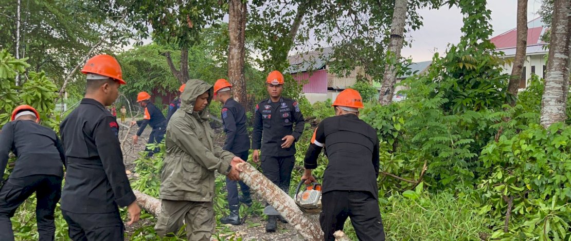 Tim Search And Rescue (SAR) Brimob Batalyon C Pelopor kembali terjun menebang dan memangkas cabang pohon di Jalan Poros Cempalagi, Kelurahan Pappolo, Kecamatan Tanete Riattang dan di Jalan Gunung Kinabalu Kelurahan Mattirowalie, Kecamatan Tanete Riattang Barat, Kabupaten Bone, Rabu, 10 Januari 2024. Tim Search And Rescue (SAR) Brimob Batalyon C Pelopor kembali terjun menebang dan memangkas cabang pohon di Jalan Poros Cempalagi, Kelurahan Pappolo, Kecamatan Tanete Riattang dan di Jalan Gunung Kinabalu Kelurahan Mattirowalie, Kecamatan Tanete Riattang Barat, Kabupaten Bone, Rabu, 10 Januari 2024.