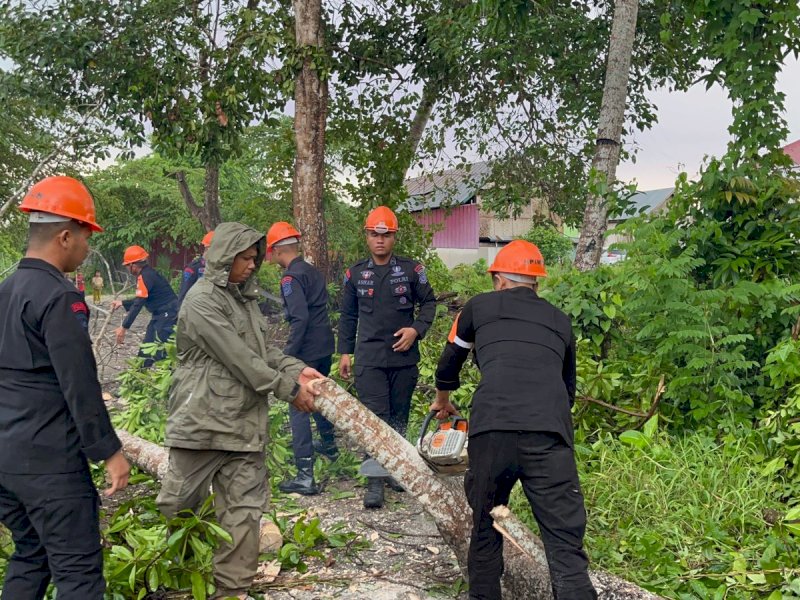 Pohon Tumbang Saat Cuaca Ekstrem, Ini Pesan Penting Danyon Ichsan