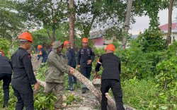 Pohon Tumbang Saat Cuaca Ekstrem, Ini Pesan Penting Danyon Ichsan