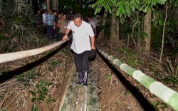 Menilik Perjuangan Pj Gubernur Bahtiar Galakkan Budidaya Pisang Cavendish di Sulsel