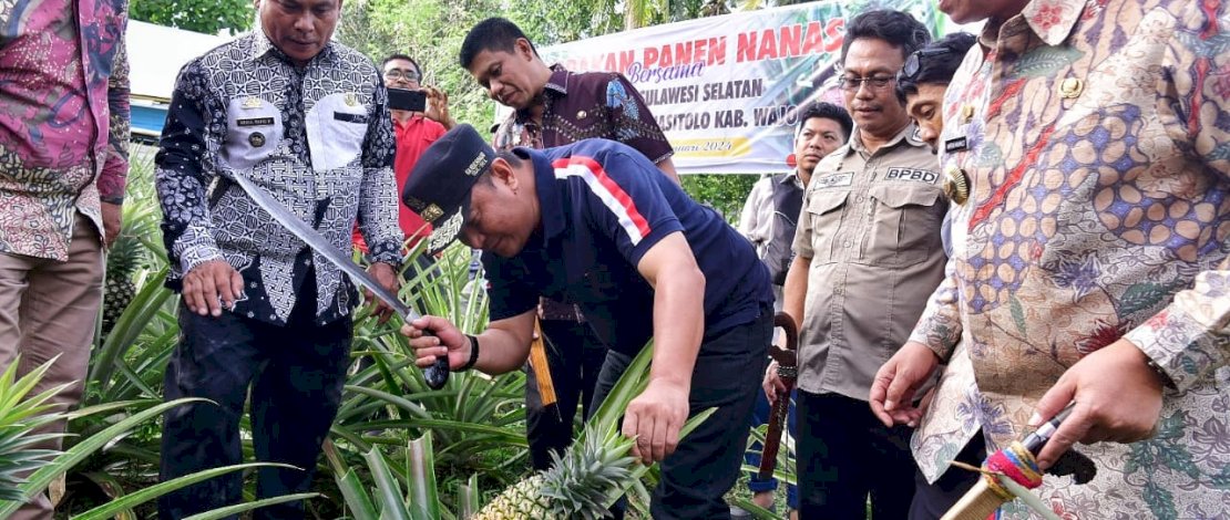 Pemprov Sulsel Jadikan Desa Palippu  Percontohan Pengembangan Nanas 