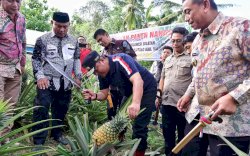 Pemprov Sulsel Jadikan Desa Palippu  Percontohan Pengembangan Nanas 