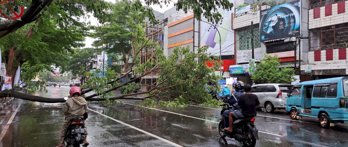 Pohon Besar Tumbang Akibat Angin Kencang, Jalan Masjid Raya Makassar Macet Parah 