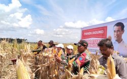 Panen Jagung di Lokasi Food Estate Gunung Mas Memuaskan