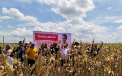 Mentan: Saat ini Food Estate Panen Jagung, Panen Singkong Menyusul