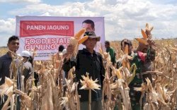 Sebut Food Estate Gagal, Kepala BSIP Kalteng Kecam Pernyataan Tom Lembong