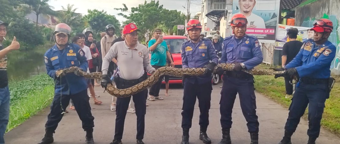 Dinas Pemadam Kebakaran (Damkar) Makassar melakukan evakuasi ular piton setelah dihubungi oleh warga. Dinas Pemadam Kebakaran (Damkar) Makassar melakukan evakuasi ular piton setelah dihubungi oleh warga.