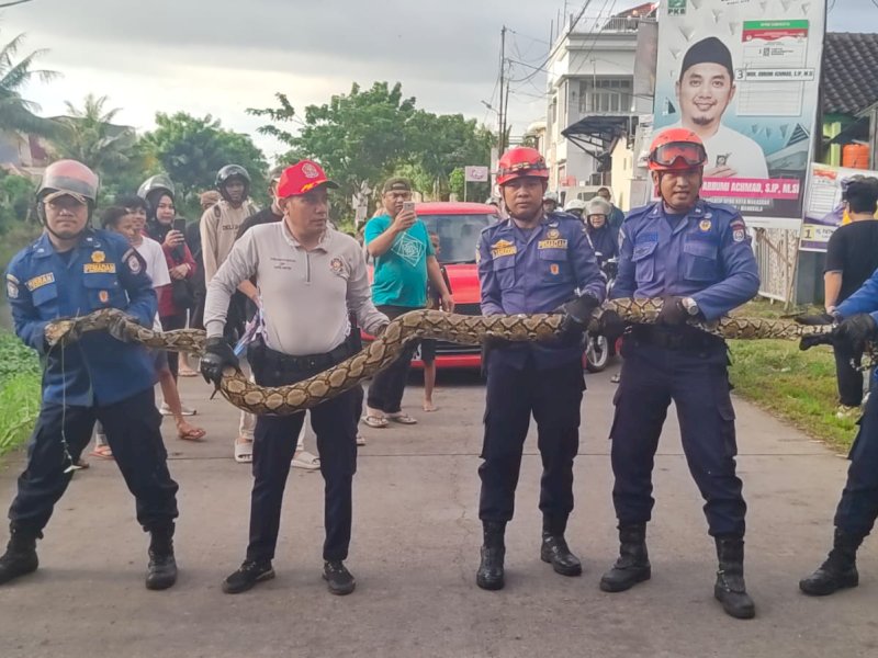 Gegerkan Warga Borong, Damkar Makassar Evakuasi Ular Piton Sepanjang 5 Meter 
