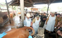 Hasilkan Anakan Unggulan, 45 Sapi Lokal Diinseminasi Gunakan Sperma Simental dan Limosine