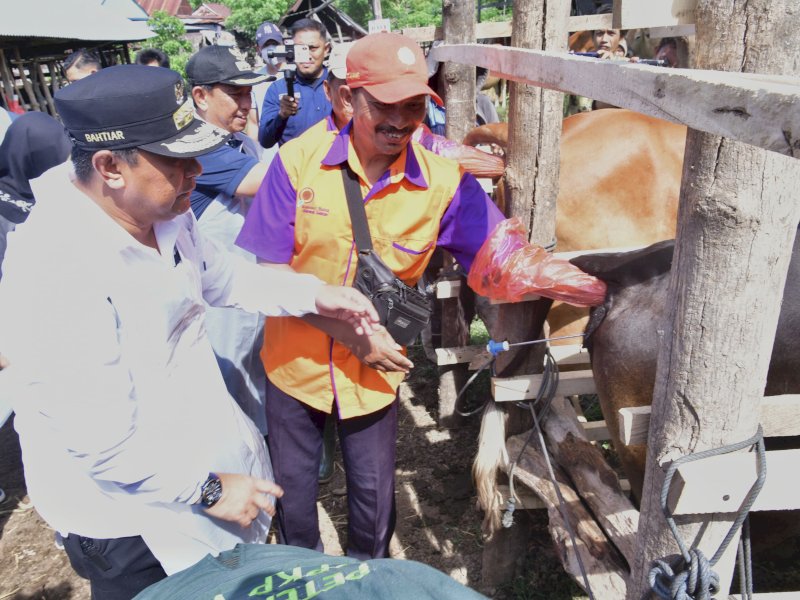 Miliki Populasi Sapi Tertinggi Kedua di Sulsel, Wajo Genjot Inseminasi Buatan