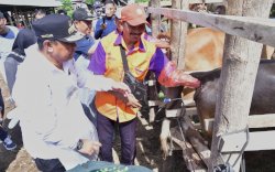 Miliki Populasi Sapi Tertinggi Kedua di Sulsel, Wajo Genjot Inseminasi Buatan
