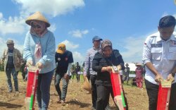 Kementan Gandeng Gempita Genjot Penanaman Jagung di Subang